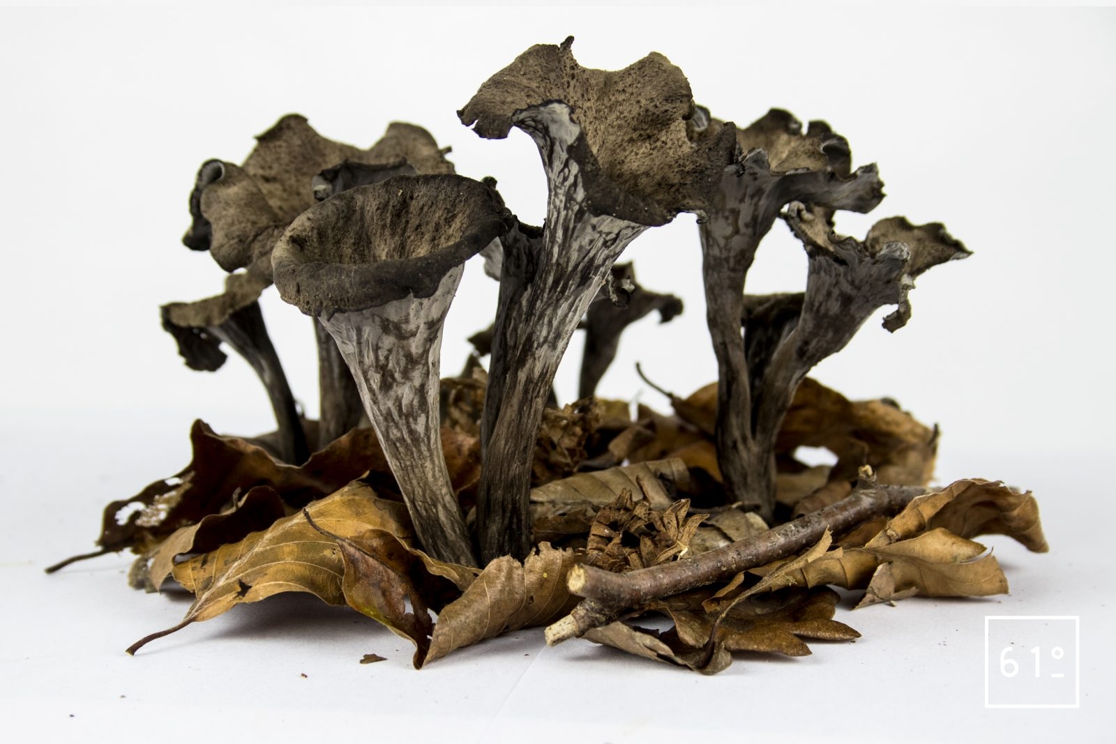 Trompette des morts Trompette de la mort « Craterellus