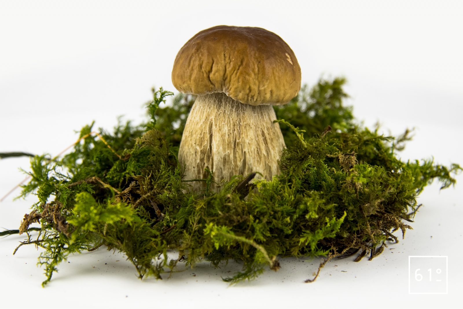 Cèpe de Bordeaux « Boletus edulis » Ingrédient 61°Degrés — free download