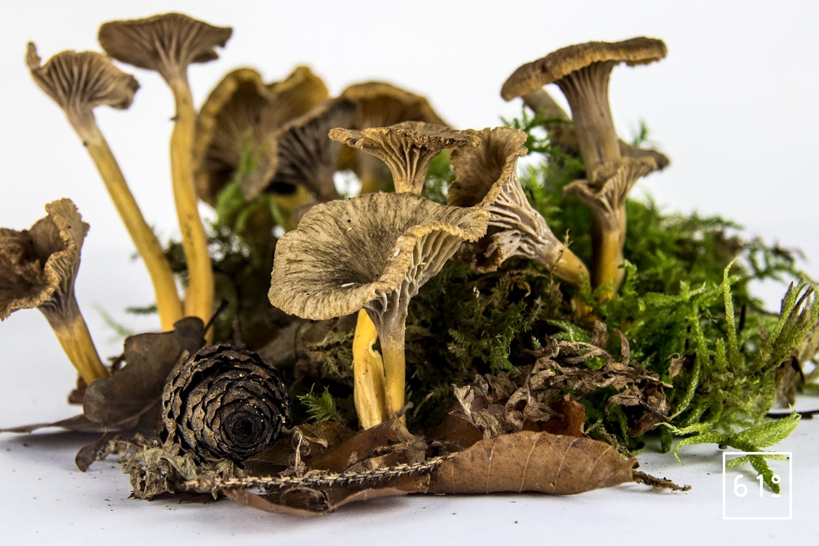 Chanterelle en tube « Craterellus tubaeformis » Ingrédient 61°Degrés
