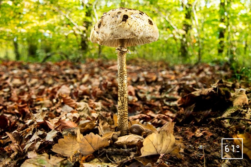 Coulemelle L piote lev e Macrolepiota Procera Ingr dient 
