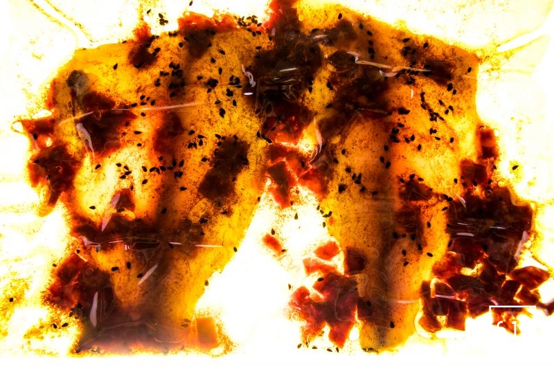 Filet de dorade au chorizo - cuire sous vide à basse température